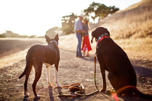 Borges_Dogs_looking_couple_hills_Lovelight_photo